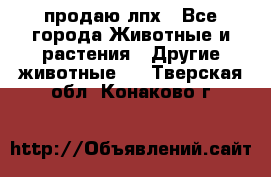 продаю лпх - Все города Животные и растения » Другие животные   . Тверская обл.,Конаково г.